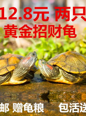 情侣巴西龟小乌龟活物幼龟观赏龟长寿龟两只宠物龟活体大水龟