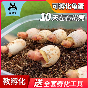 宠尚天可孵化乌龟蛋套装中华草龟蛋花龟巴西龟活宠物龟受精蛋小苗