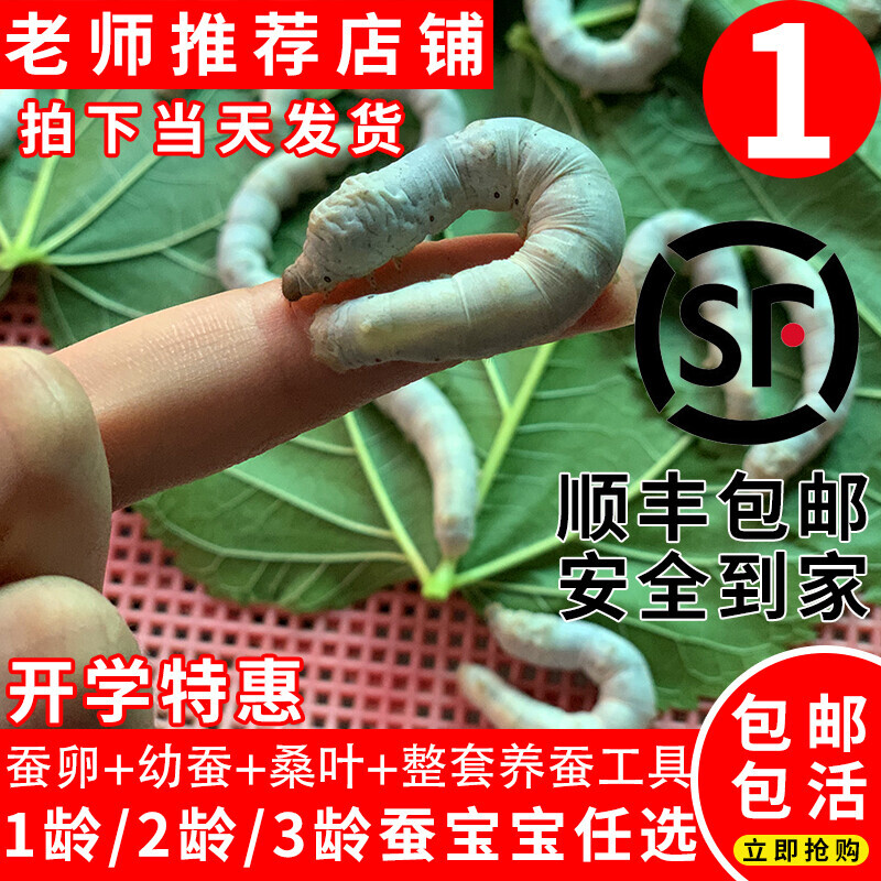 蚕宝宝活体春蚕蚕卵学生养蚕套装科学养蚕配套工具小蚕1龄234龄