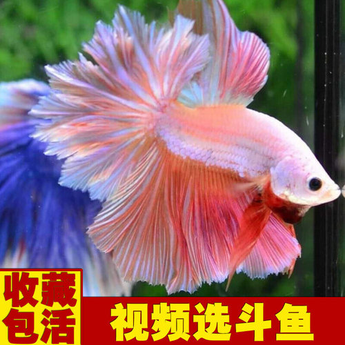 泰国斗鱼活体半月将军狮王马尾斗鱼小型淡水热带观赏宠物孔雀金鱼