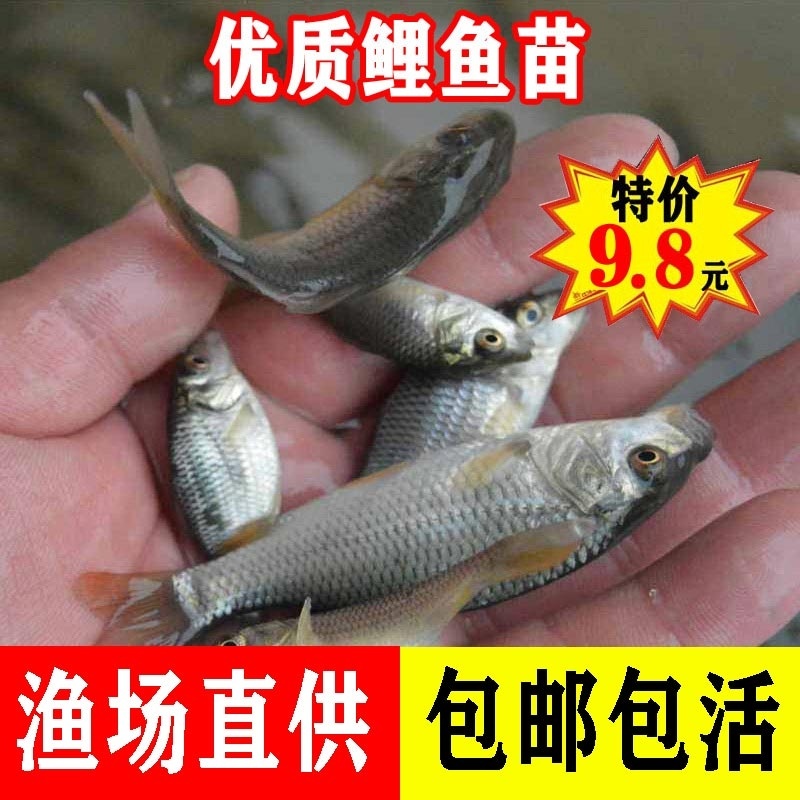 鲤鱼苗淡水活体容易养殖建鲤红尾稻田稻花冷水观赏鱼鲤鱼鱼苗