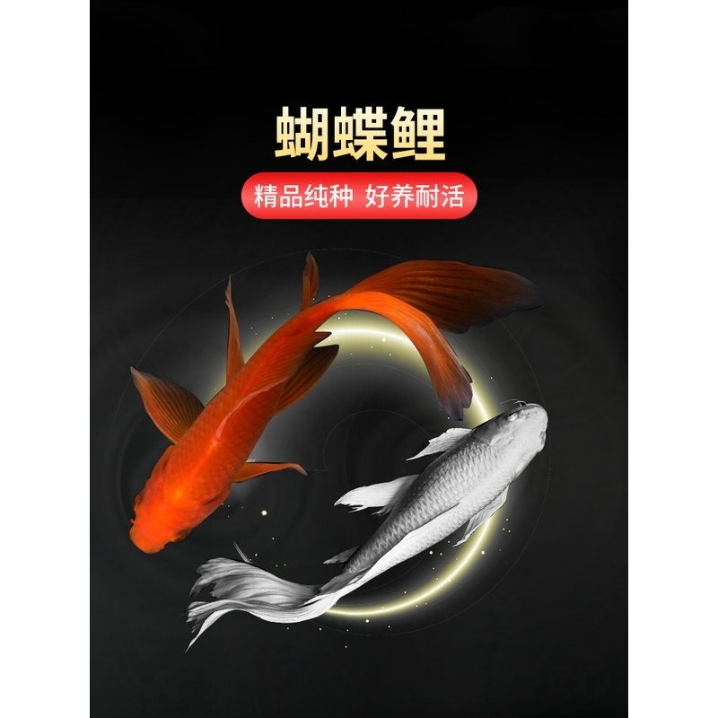 台湾蝴蝶鲤鲤鱼好养耐活淡水观赏鱼金鱼锦鲤活鱼鱼苗冷水鱼活体鱼