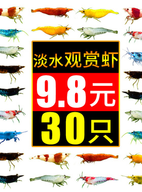 水族练手樱花极火鲜活宠物蟹红白水晶观赏虾淡水活体好养米虾除藻
