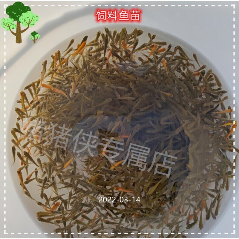 喂乌龟吃的小活鱼苗银龙鱼饲料淡水养殖小型活饵龟粮鳄龟食用小鱼