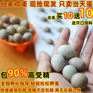 受精可孵化蛋种蛋德系瓦灰纯白礼服蛋网红鸡受精卵迷你观赏小鹌鹑