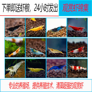 观赏虾活虾活体淡水虾清洁虾除藻虾极火蓝丝绒樱花黑壳水晶虾包损