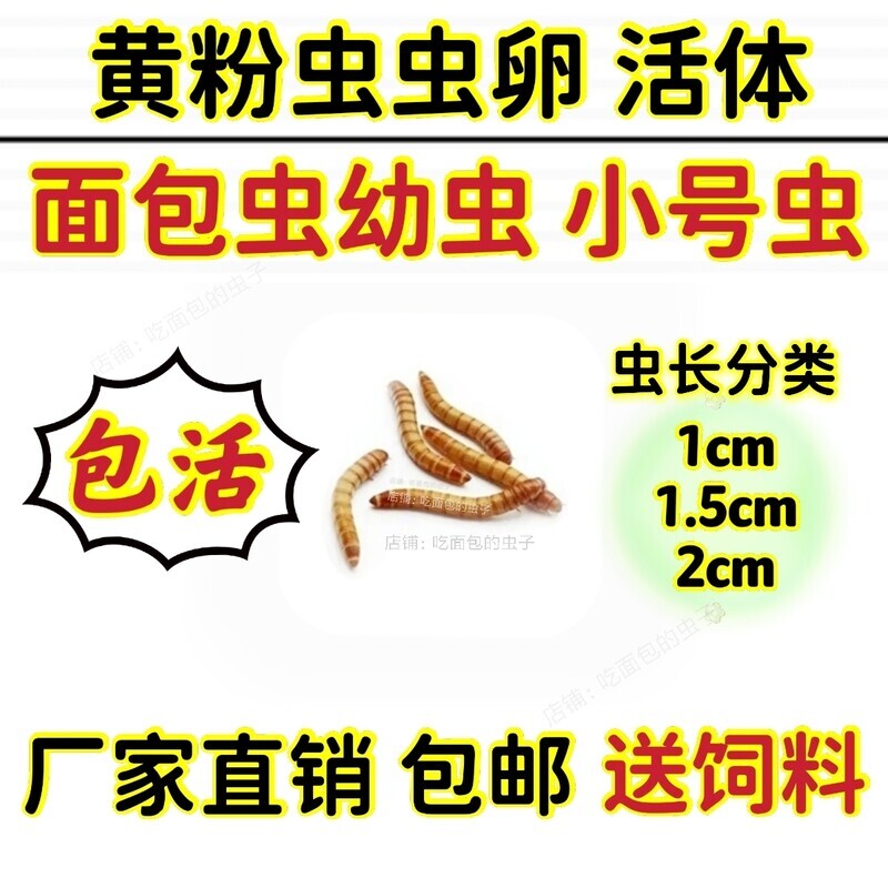小号面包虫幼虫活虫迷你黄粉虫鲜活体虫卵鸟蛙鱼蝎开口虫饲料包邮