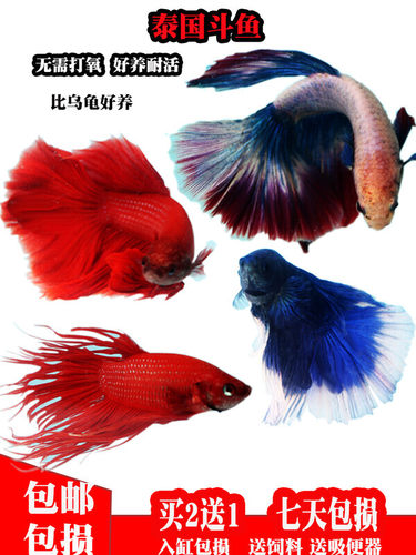 泰国斗鱼狮王半月马尾淡水活体观赏热带鱼金鱼不打氧好养耐活包邮