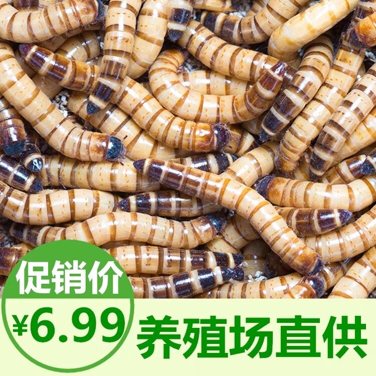 虫子大麦虫活体1斤面包虫金龙鱼八哥仓鼠钓鱼守宫鸟鲜活乌龟100条