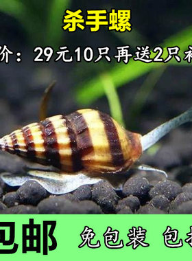观赏杀手螺活体宠物橙兔螺水草缸除藻工具螺可鱼虾混养苹果螺免邮