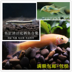 老鼠鱼金苔鼠吸鳅小猴一线飞狐鱼缸除藻冷水清道夫淡水活体清洁鱼