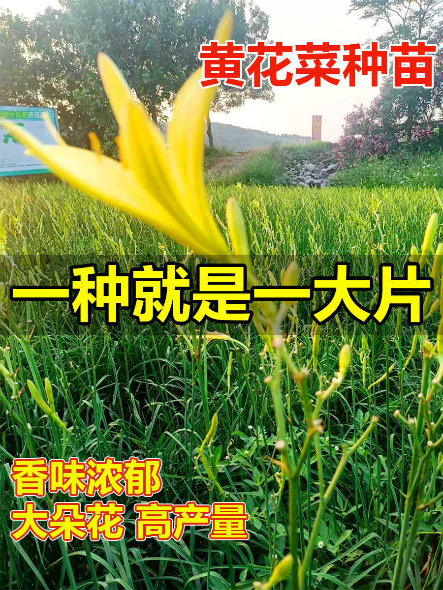 黄花菜种苗简单易种观赏食用夏季