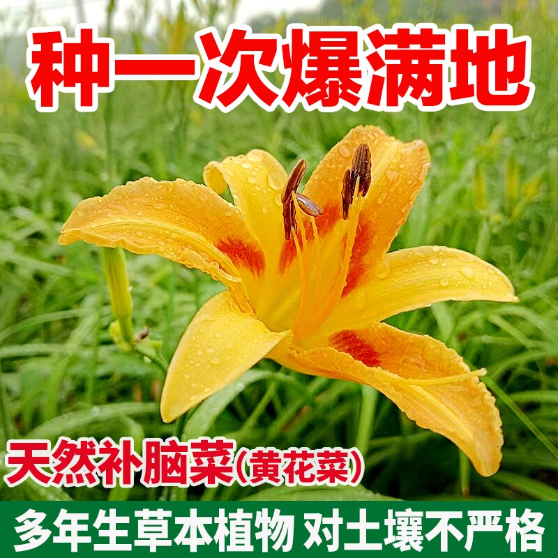 多年生精品黄花菜根苗台湾黄花菜种苗观赏食用四季种植庭院盆栽