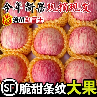 正宗陕西洛川苹果新红富士孕妇水果鲜甜脆甜10斤假一罚十洛川直发