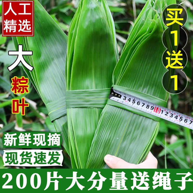 特大号粽叶新鲜粽子叶大号包粽子专用野生芦苇干绳广西旗舰店