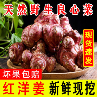 洋姜新鲜现挖农家自种10斤咸菜无添加酱菜的功效与作用官方旗舰店