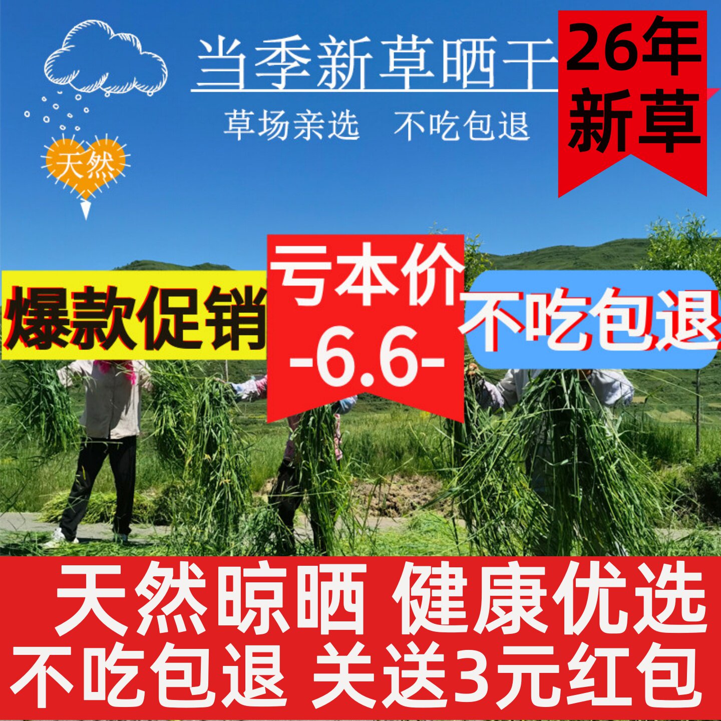 新晒干提摩西草成年兔子草荷兰猪图片