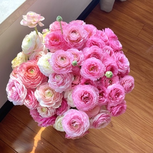 小短腿洋牡丹鲜花云南鲜花昆明基地直发日家庭水养鲜切花插花花束