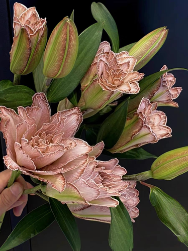 高品质重瓣云南鲜花包邮