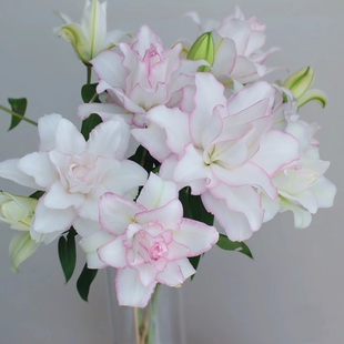 冰美人重瓣香水百合同城速递云南鲜花基地直发鲜花切花家庭水养花