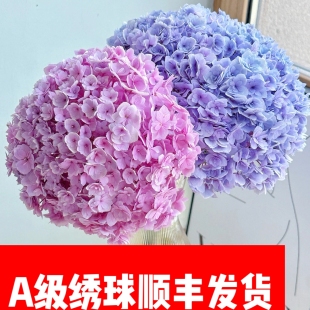 A级【绣球】 鲜花云南昆明基直发鲜切蓝色粉色水养鲜切花顺丰快递