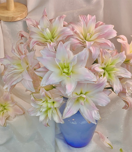 女神/粉黛重瓣香水百合鲜切花 云南鲜花昆明基地直发花日常A级花