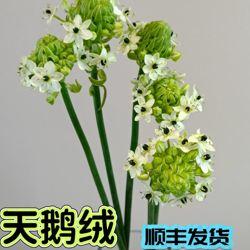 A级天鹅绒 小众花材室内水养云南鲜花云南基地直发家庭水养鲜切花