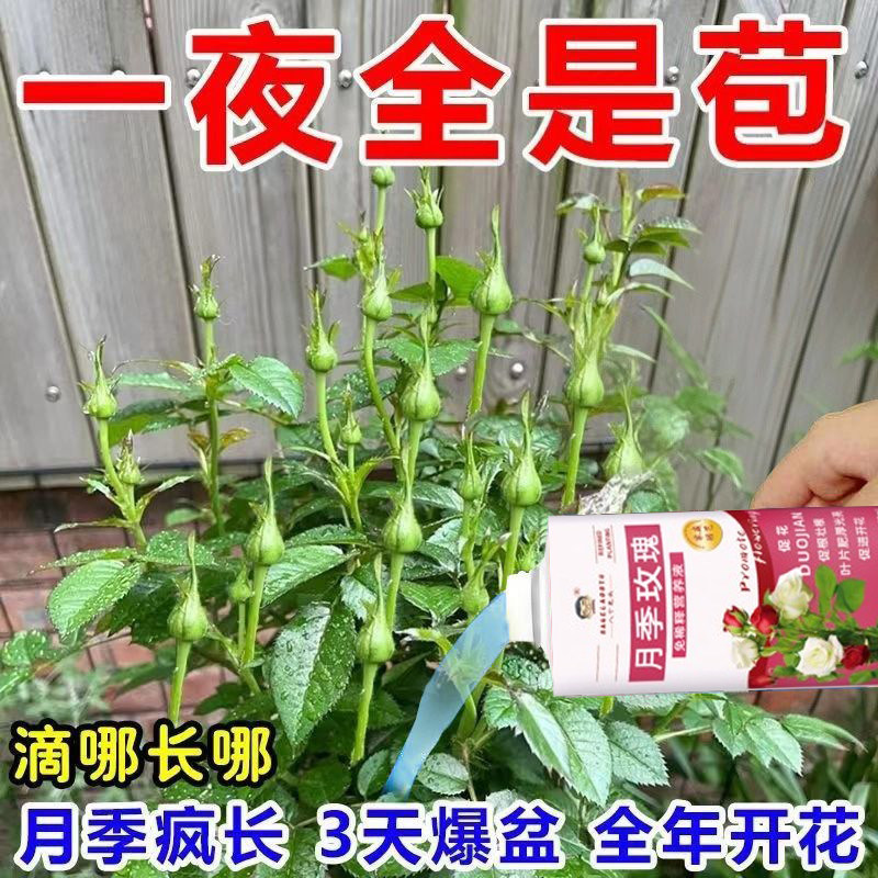 【爆花苞】月季玫瑰营养液防黄叶不开花催花爆花发新芽专用肥