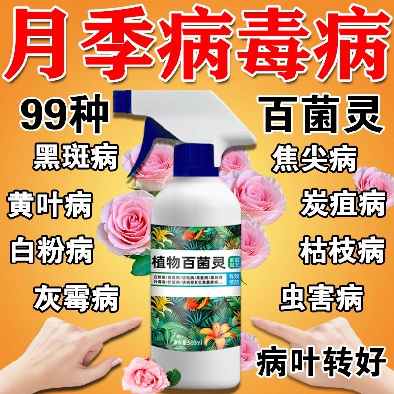 月季花黄叶黑斑病专用芍药玫瑰花炭疽白粉病掉叶病虫害百菌灵肥料
