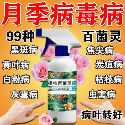 月季花黄叶黑斑病专用芍药玫瑰花炭疽白粉病掉叶病虫害百菌灵肥料