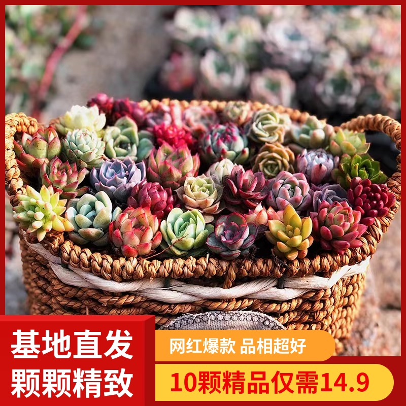 多肉植物肉肉新手套餐组合含盆带土包邮大颗好养绿植精品易活室内_多肉不是肉呀_鲜花速递/花卉仿真/绿植园艺-第3张图片-提都小院
