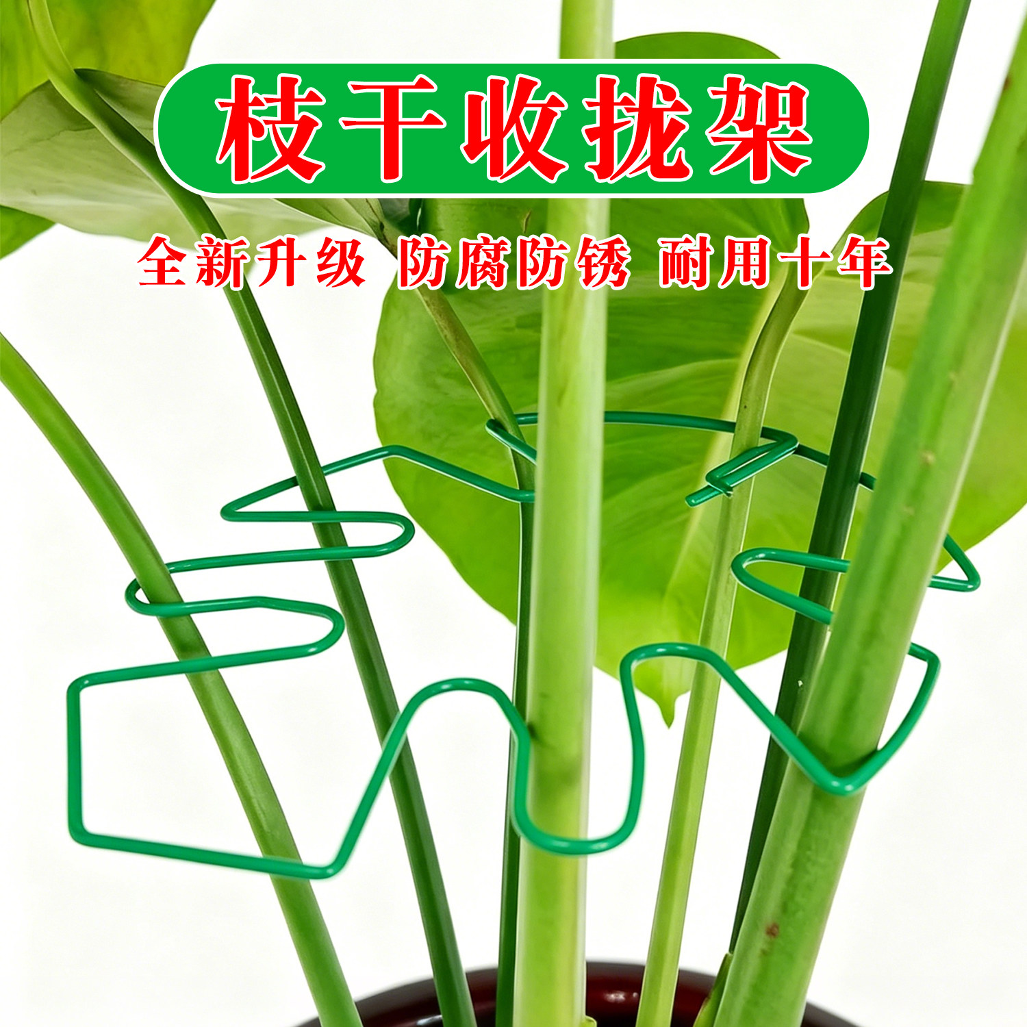 龟背竹支撑杆天堂鸟防倒伏固定器春羽水培植物枝干收聚拢定型支架