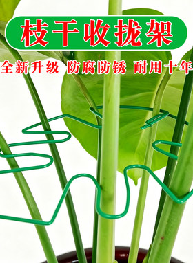 龟背竹支撑杆天堂鸟防倒伏固定器春羽水培植物枝干收聚拢定型支架