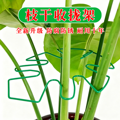 龟背竹支撑杆天堂鸟防倒伏固定器春羽水培植物枝干收聚拢定型支架