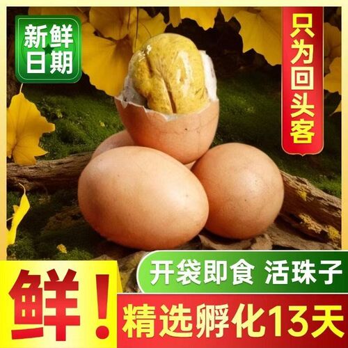 【乐明珠】新鲜十三天活珠子五香味香辣味钢化蛋新鲜鸡胚胎正宗喜