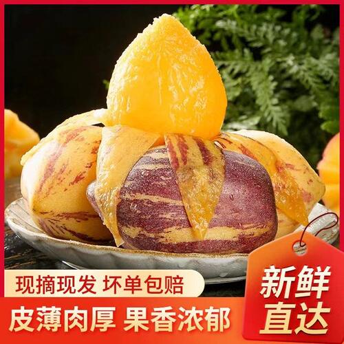 甘肃祁连山人参果现摘黄肉大果树上熟新鲜清甜多汁水果整箱