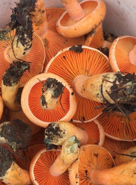纯野生松树菌干货枞树菌寒菌野蘑菇松菇松乳菇湖南湘西枞菌