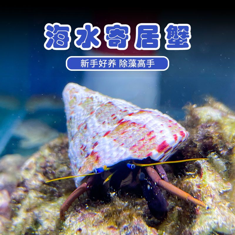 海水寄居蟹海缸除藻生物海水寄居蟹小丑鱼珊瑚寄生海蟹海缸观赏