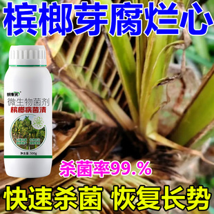 槟榔穗枯病专用刹菌剂槟榔病叶斑炭疽果腐烂心病芽腐烟煤病一喷净