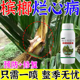 槟榔专用药烂心病杀菌剂防槟榔黄化病根腐病芽腐病条斑病脱落下垂