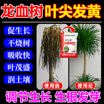 龙血树专用营养液龙须树肥料治叶子发黄干尖枯叶烂根急救药复活液
