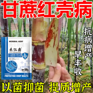 甘蔗红壳病专用药稍腐黄叶黄斑花叶铁锈卷叶叶斑黄化黑穗病害全清