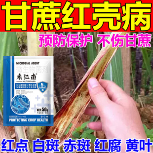 甘蔗红壳病专用药稍腐黄叶黄斑花叶铁锈卷叶叶斑黄化黑穗病害全清