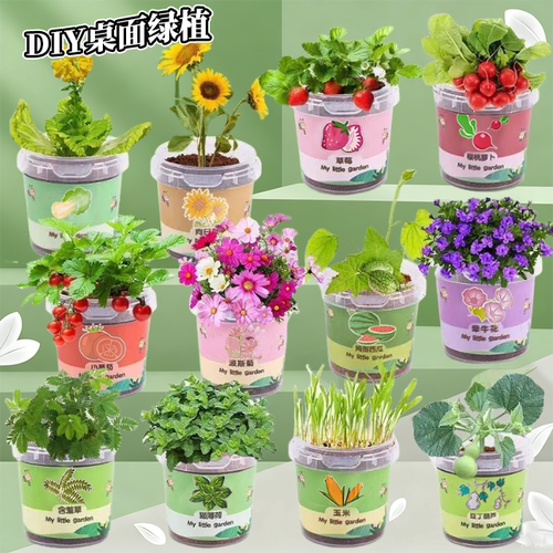 小学生奖品绿植幼儿园向日葵种子礼物儿童种植小盆栽桌面盆栽批发