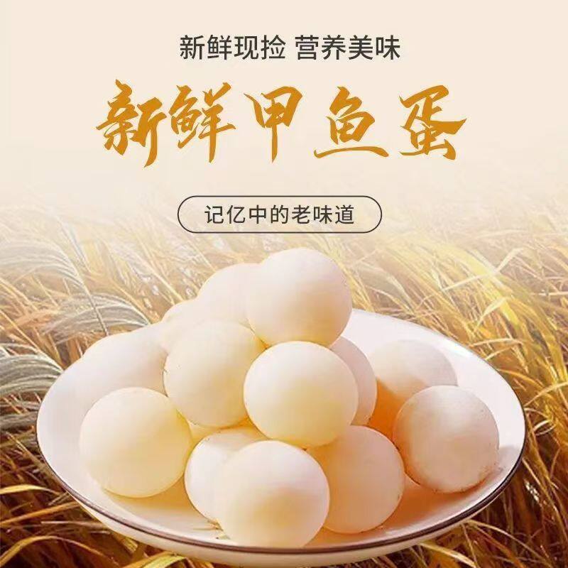 正宗甲鱼蛋原生态食用蛋新鲜营1甲鱼