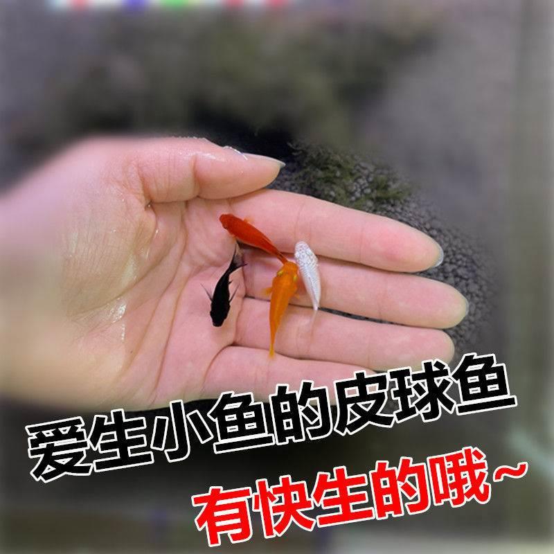 回家直接生小鱼 四色球球鱼 胎生鱼 玛丽球鱼 小型热带鱼 汤圆鱼