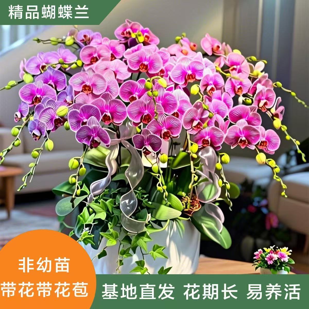 蝴蝶兰盆栽带花剑大苗好养活花卉