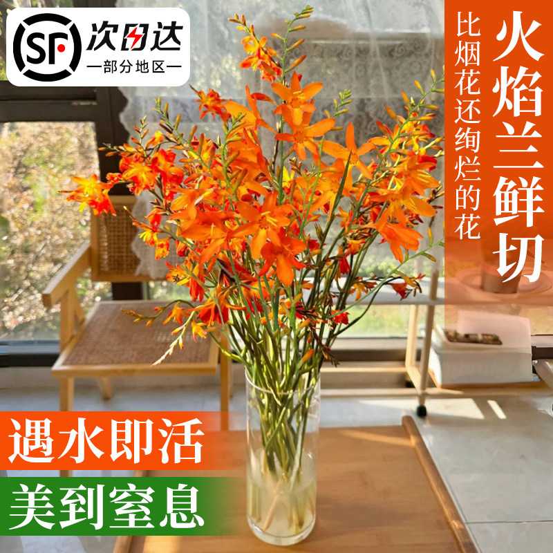 火焰兰鲜花卉盆栽带花苞家用插花束鲜切花适合懒人养的花室内水培