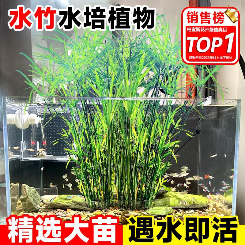水竹风车草旱伞草鱼池塘造景净化水质水培植物小盆栽鱼缸龟缸绿植