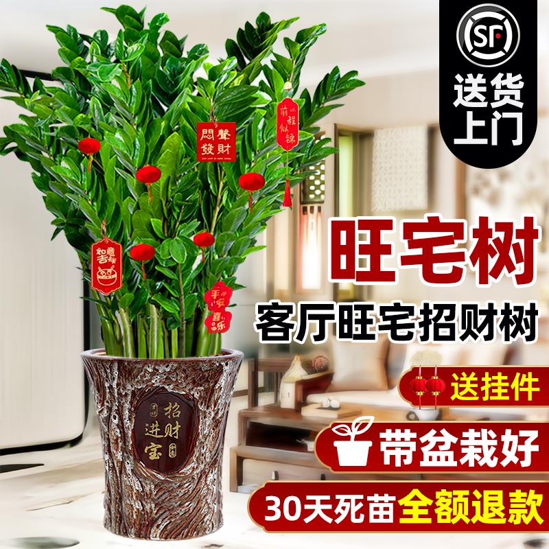 金钱树盆栽客厅大花旺宅型